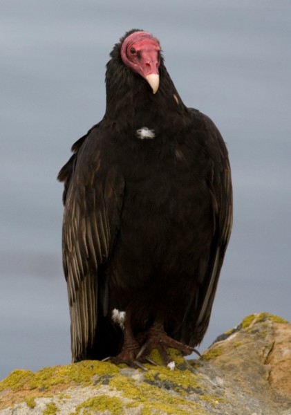 Urubu_a_tete_rouge_-_Turkey_Vulture.jpg