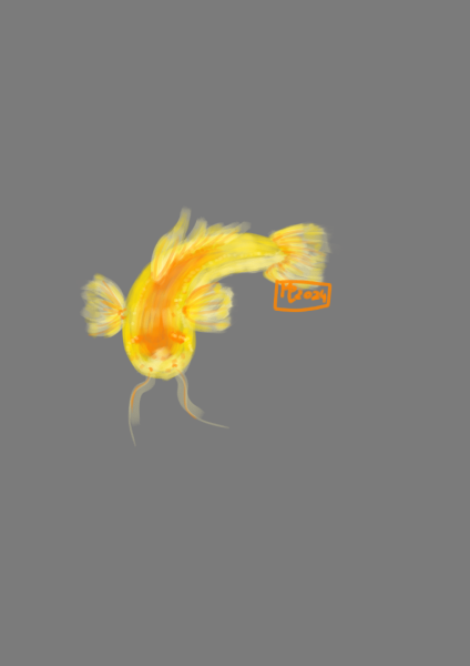 je suis dans une période poisson actuellement donc voilà un poisson