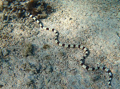 Myrichthys_colubrinus_Réunion.jpg