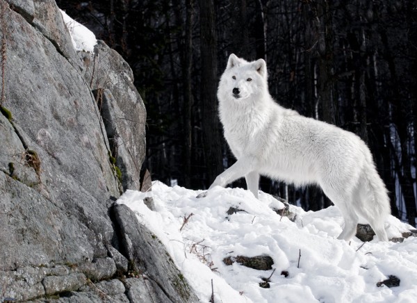 Loup blanc.jpg