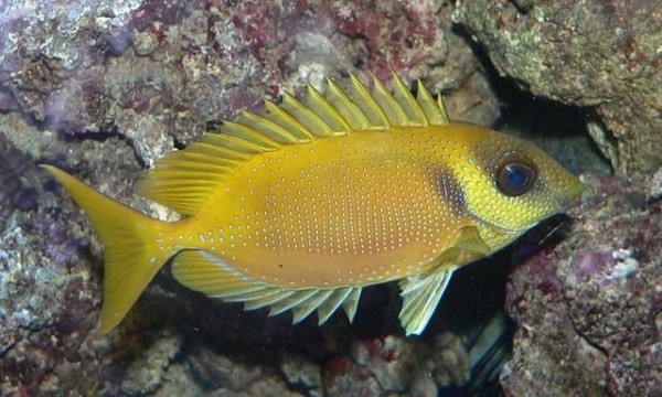 640px-Siganus_corallinus.jpg