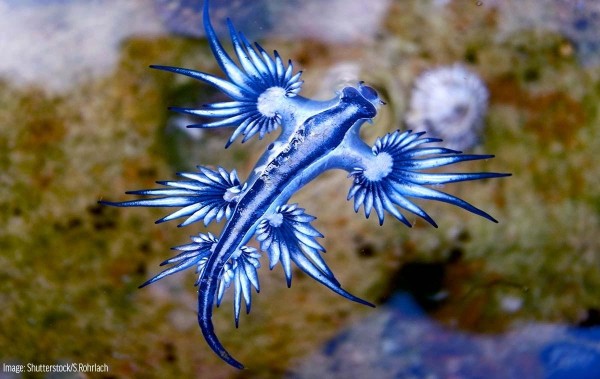 shutterstock_blue_glaucus_0.jpg