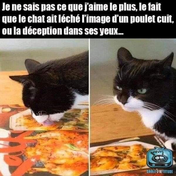 Comment troller un chat.jpg