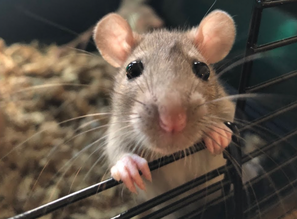 0.PNG (787.68 Kio) Vu 5747 fois Comment ne pas craquer en voyant cette petite frimousse?